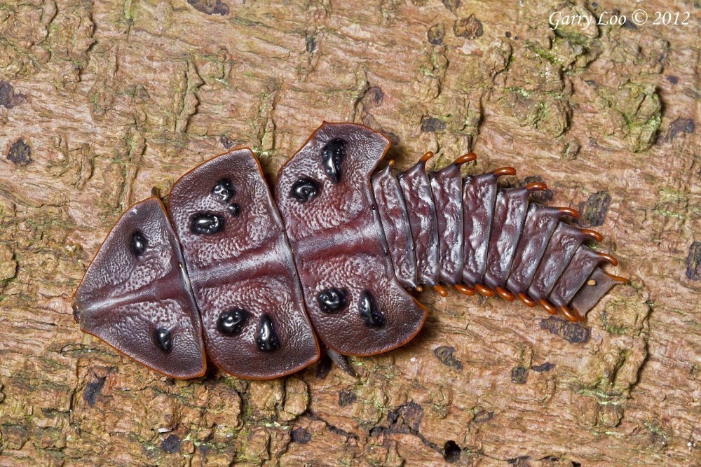 Жук Трилобит личинка