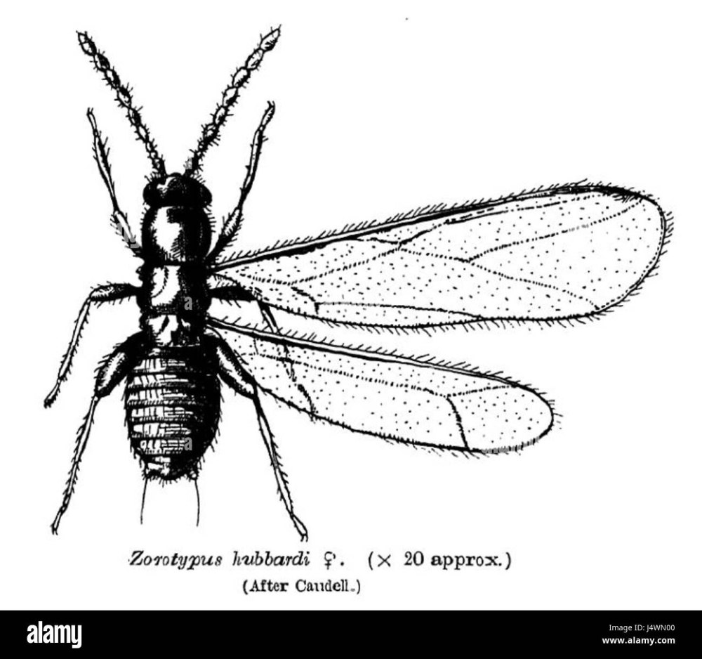 Зораптеры представители