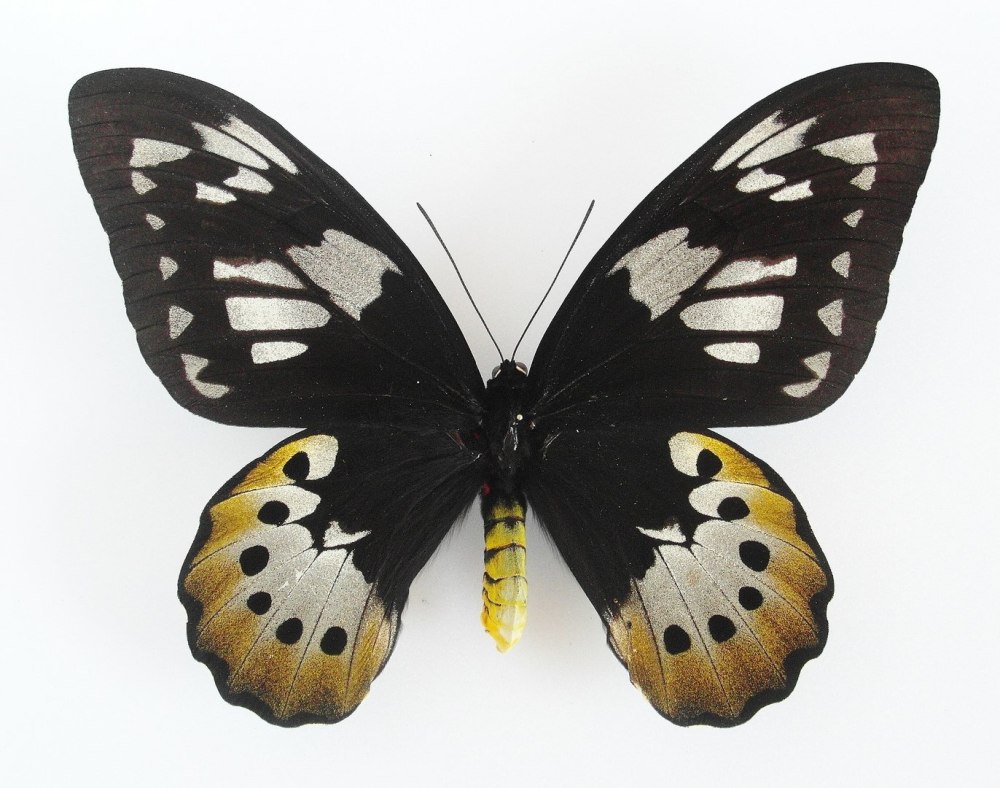Ornithoptera Goliath Samson