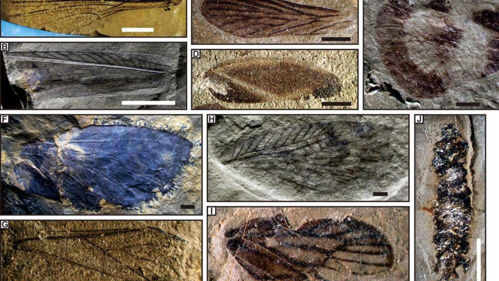 Титаноптеры Триасового периода