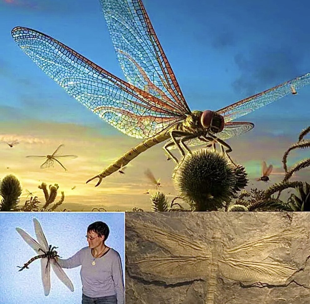 Гигантская Стрекоза Меганевра