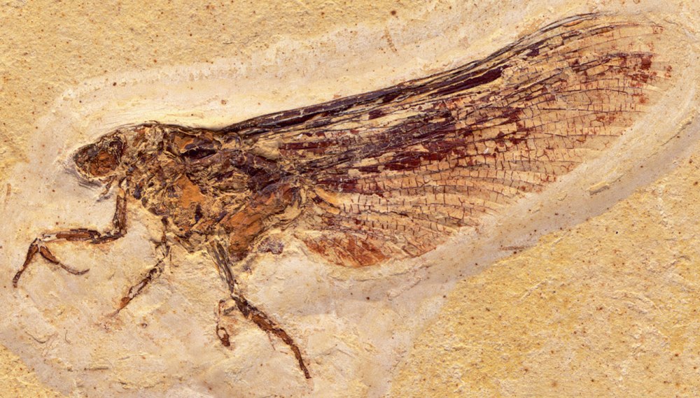 Древние насекомые