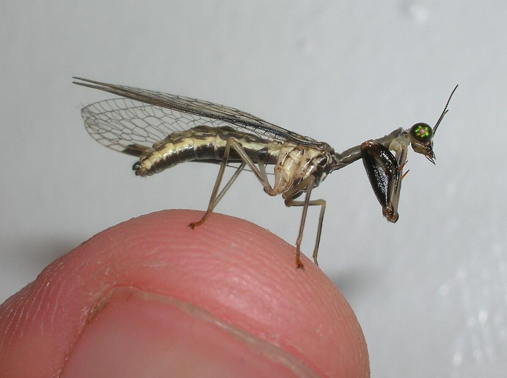 Мантиспиды Имаго