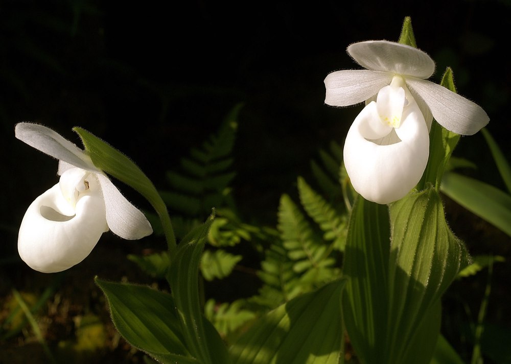Башмачок Reginae Alba
