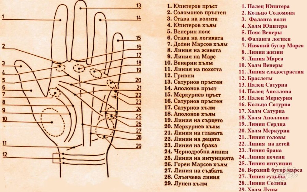 Хиромантия по руке для начинающих линия