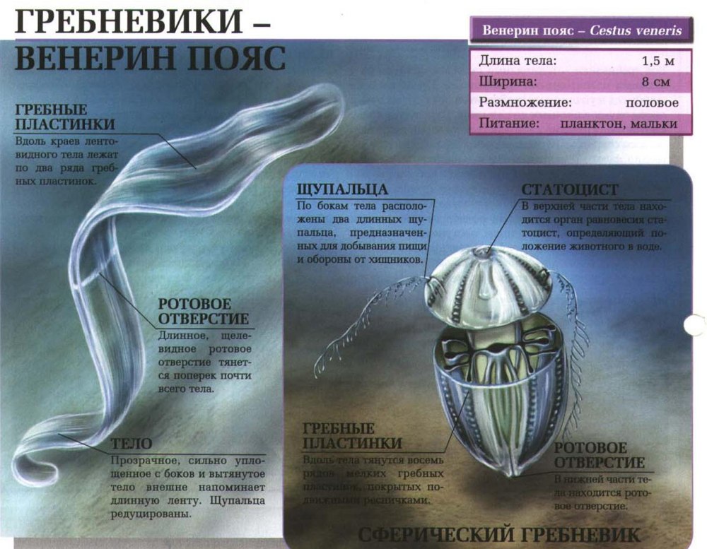 Гребневик Венерин пояс
