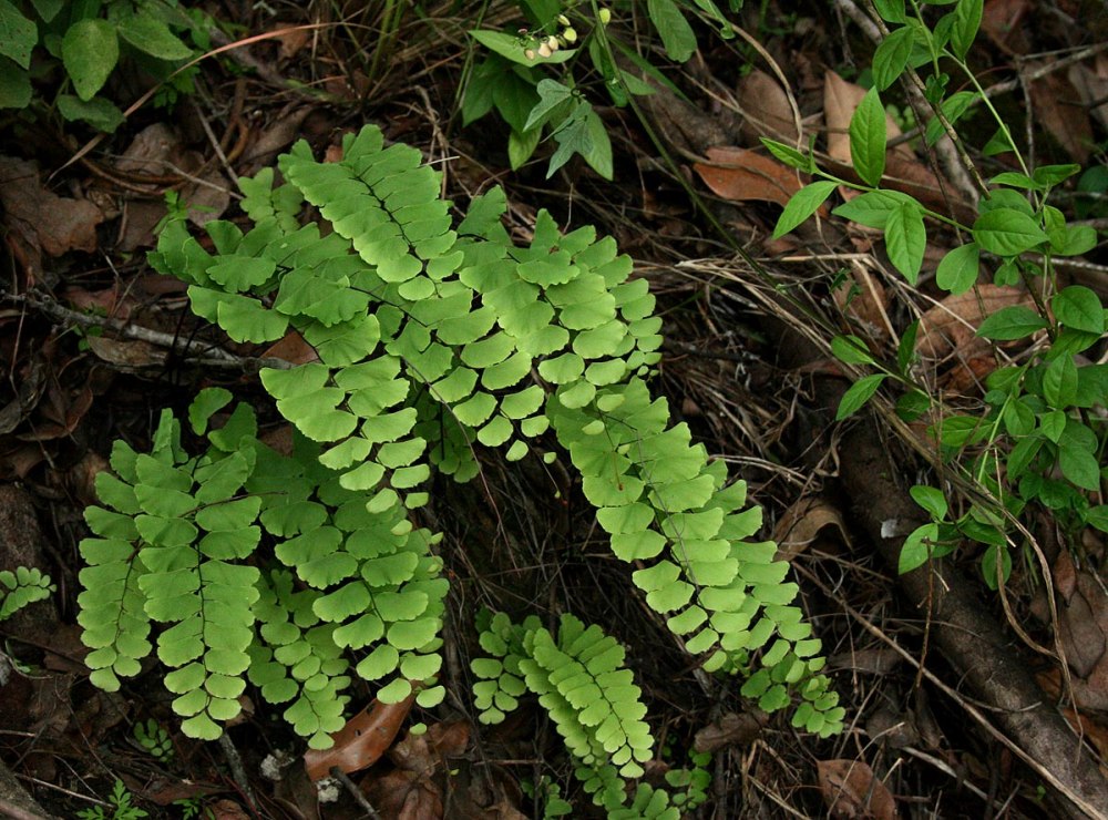 Adiantum fulvum