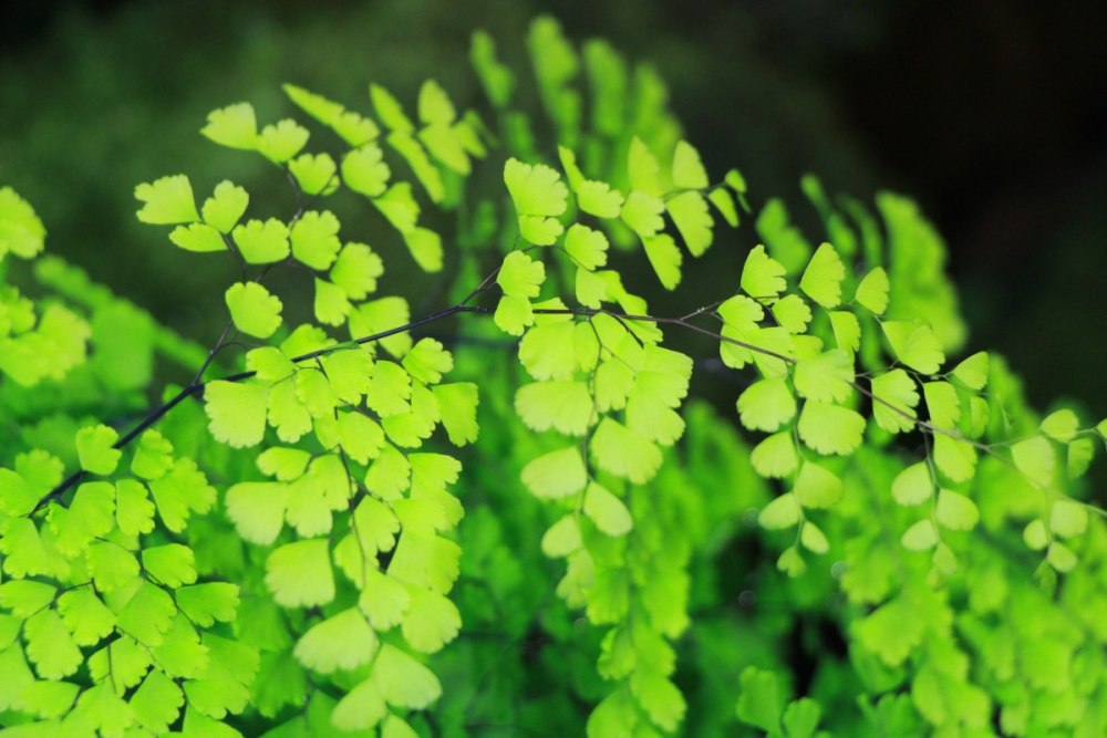 Adiantum peruvianum папоротник