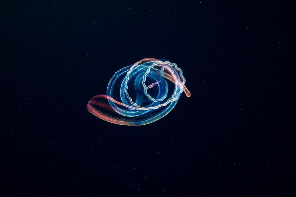 Cestum Veneris