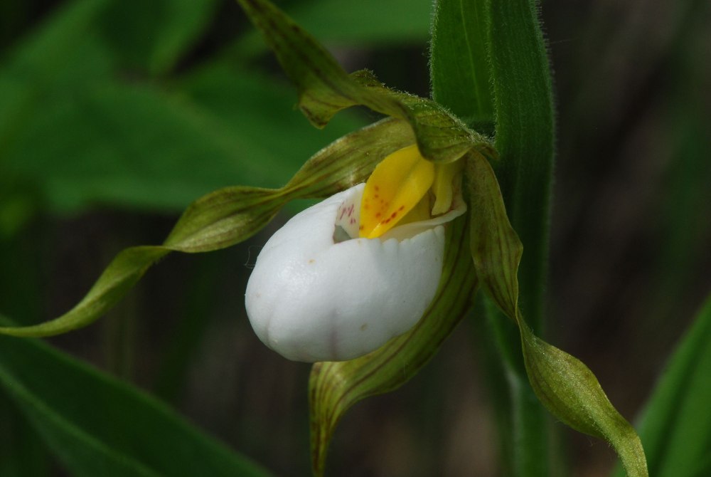 Cypripedium (Lady Slipper Orchids)