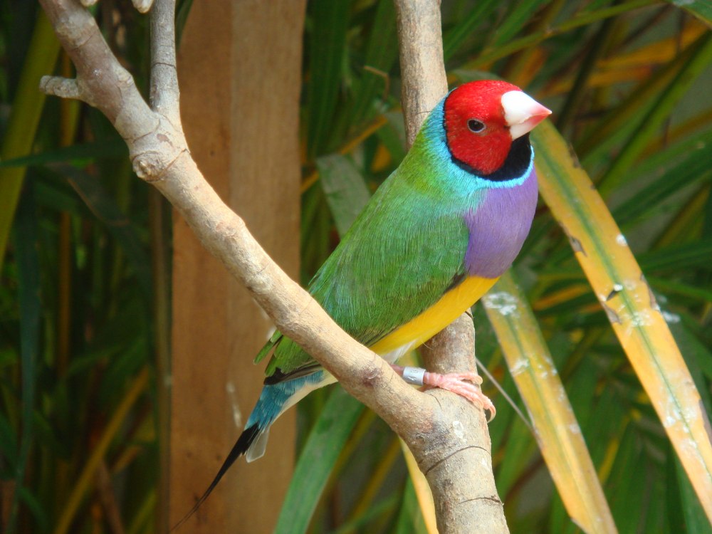 Амадина Гульда