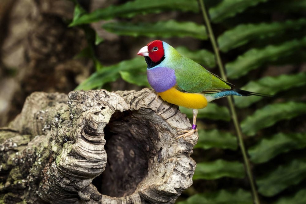 Занятие про птиц Австралии