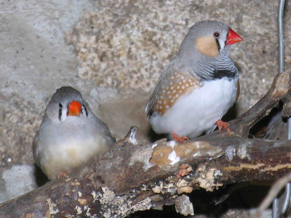 Амадины острохвостые бронзовые