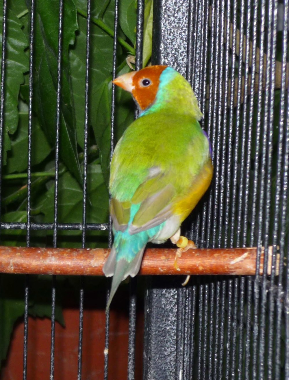 Амадина Гульда птенец