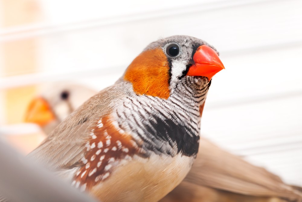 Амадин звук