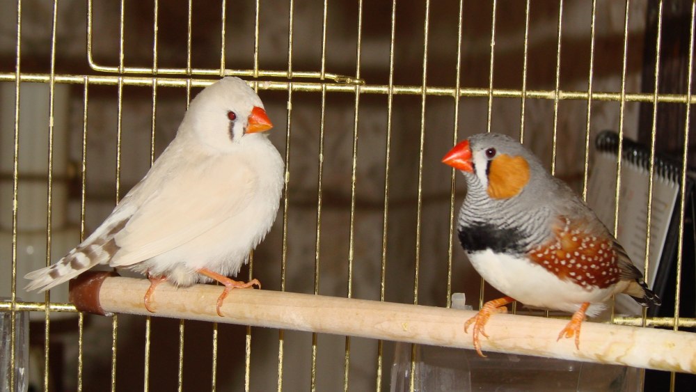 Зебровые амадины как отличить самку от самца