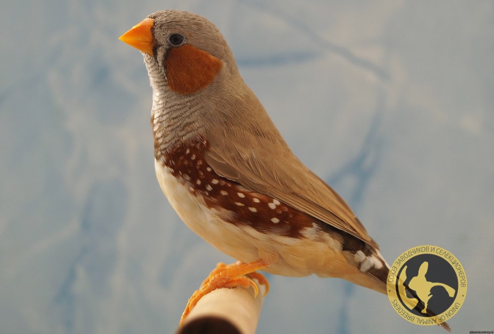 Хохлатая зебровая амадина