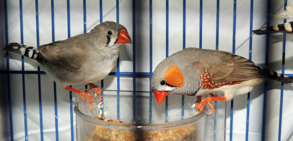 Зебровые амадины пара