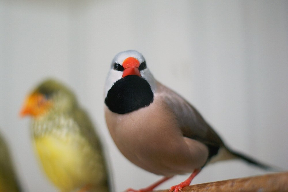 Амадин Кремино фото