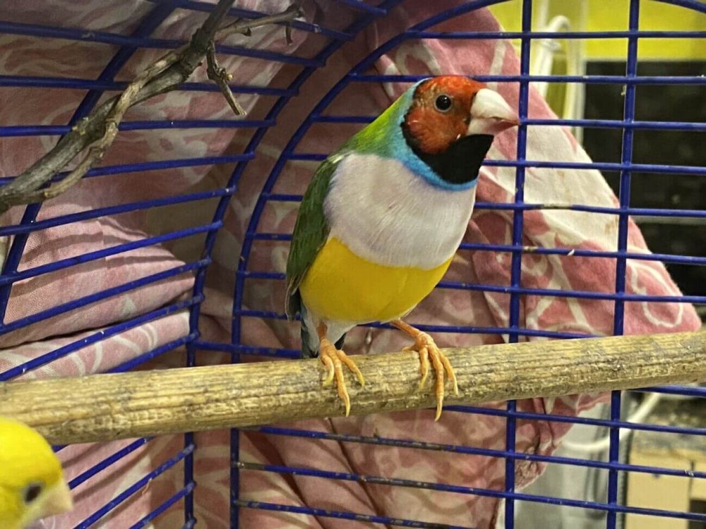 Амадины ручные