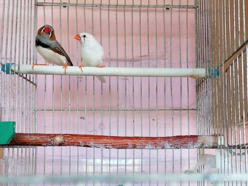 Вольер амадины зоопарк