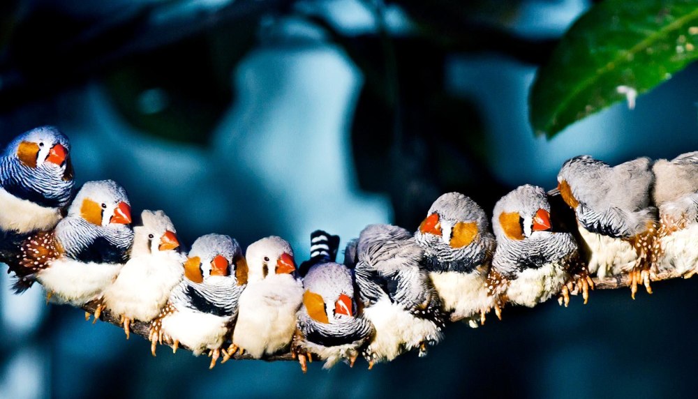 Амадинка куш