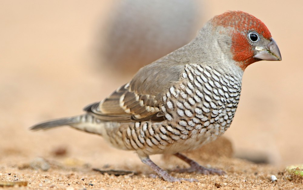 Короткохвостая амадина