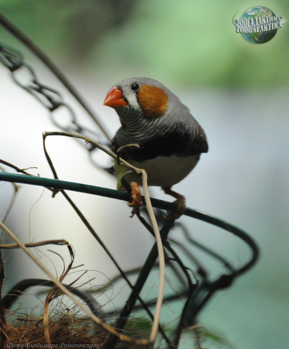 Зебровая амадина