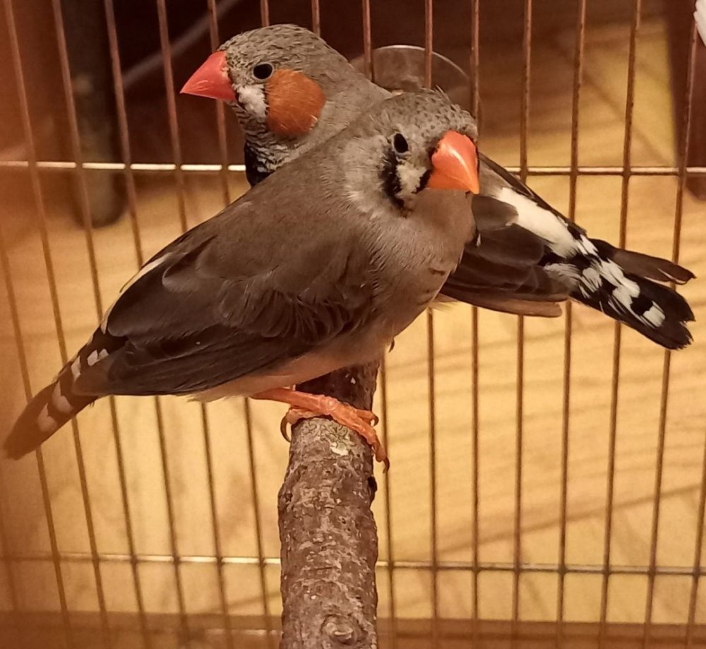 Амадины и кореллы