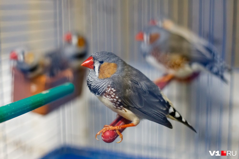 Пение амадинов слушать