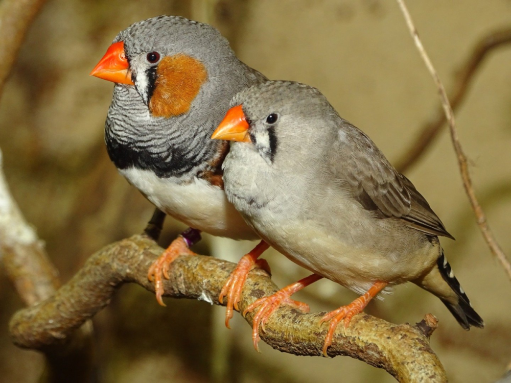 Австралийский Воробей амадин