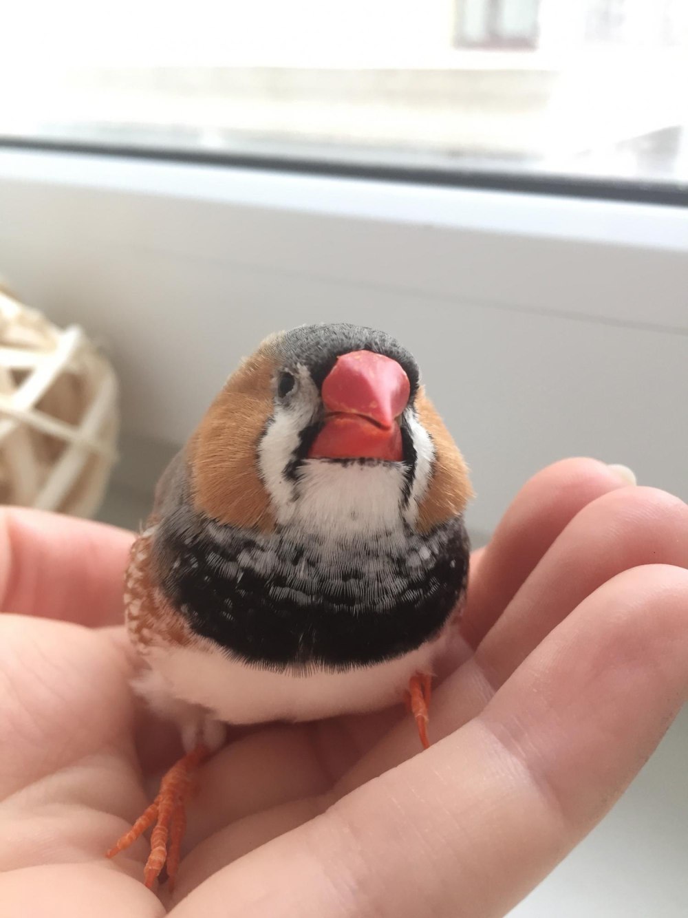 Пасть зебровой амадины