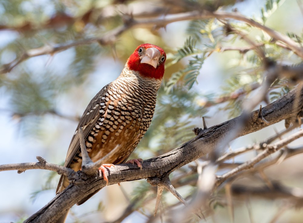 Красноголовый Ткач Африки