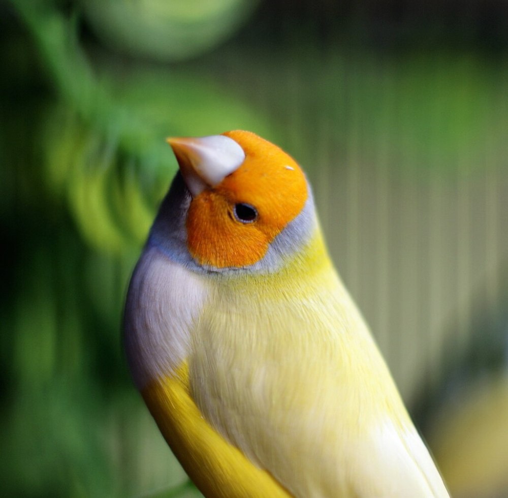 Амадины желтые