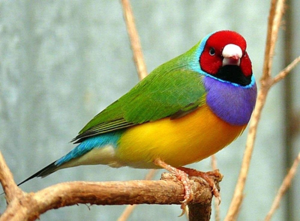 Амадина леди Гульд