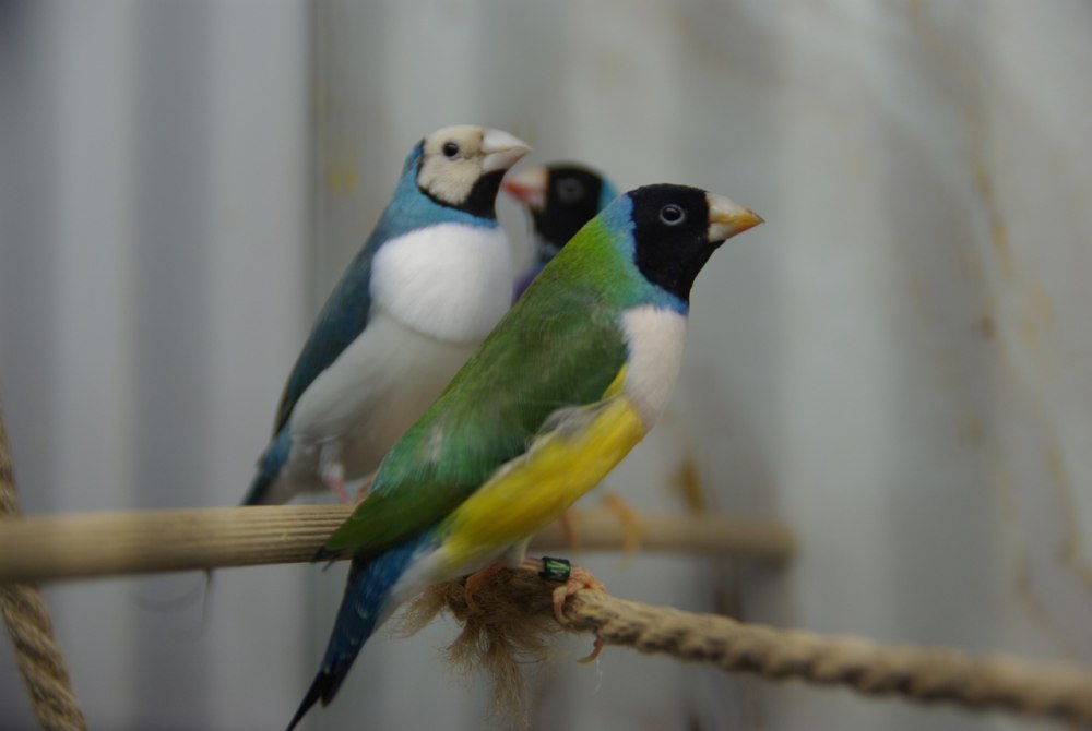 Амадины Гульда