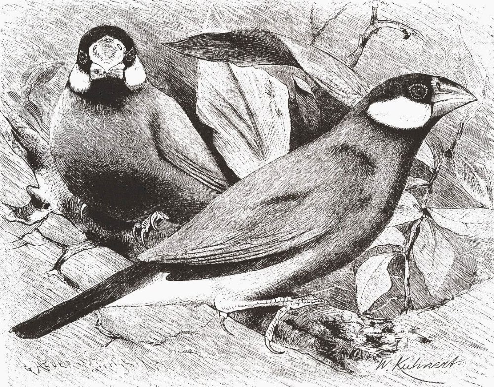 Рисовка птица белая