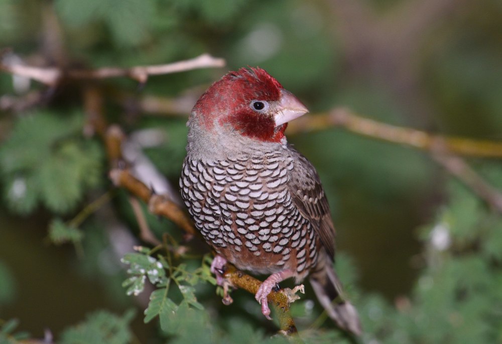 Форбисы амадины