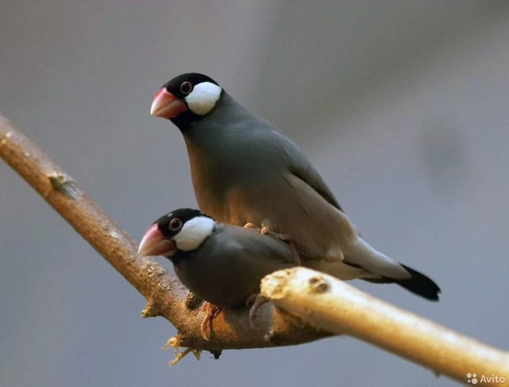 Птица японский амадин
