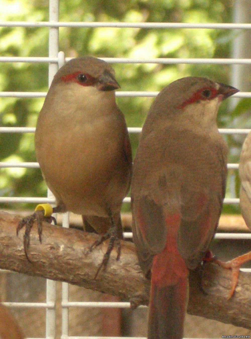 Амадины астрильды