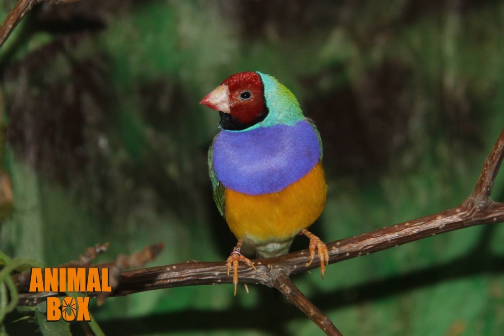 Южноамериканский красноголовый попугай