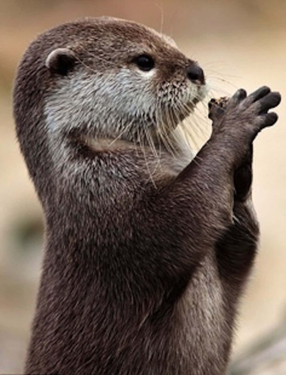 Выдра Otter