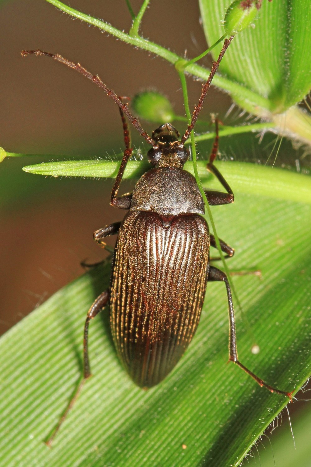 Типа Lobopoda