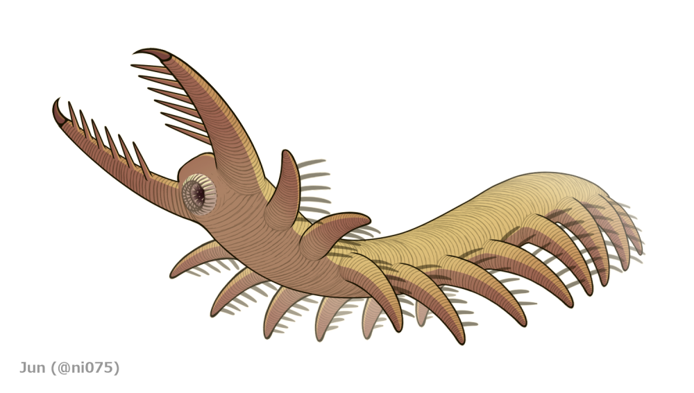 Plectronoceras