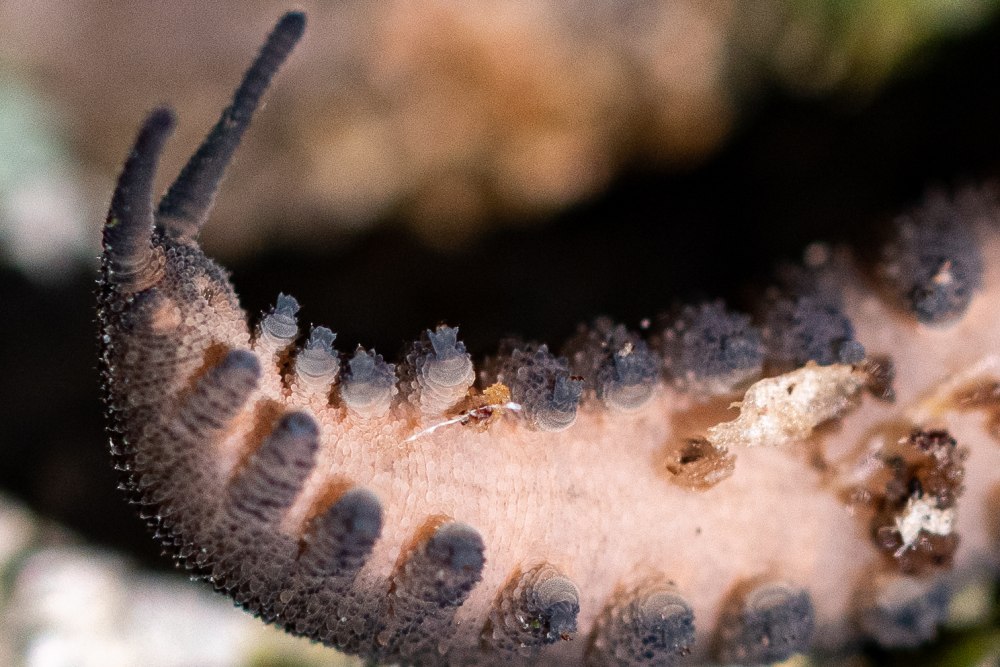 Velvet worm бархатный червь