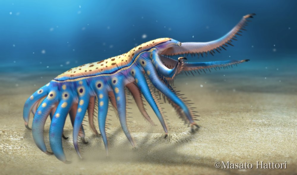 Ovatiovermis cribratus