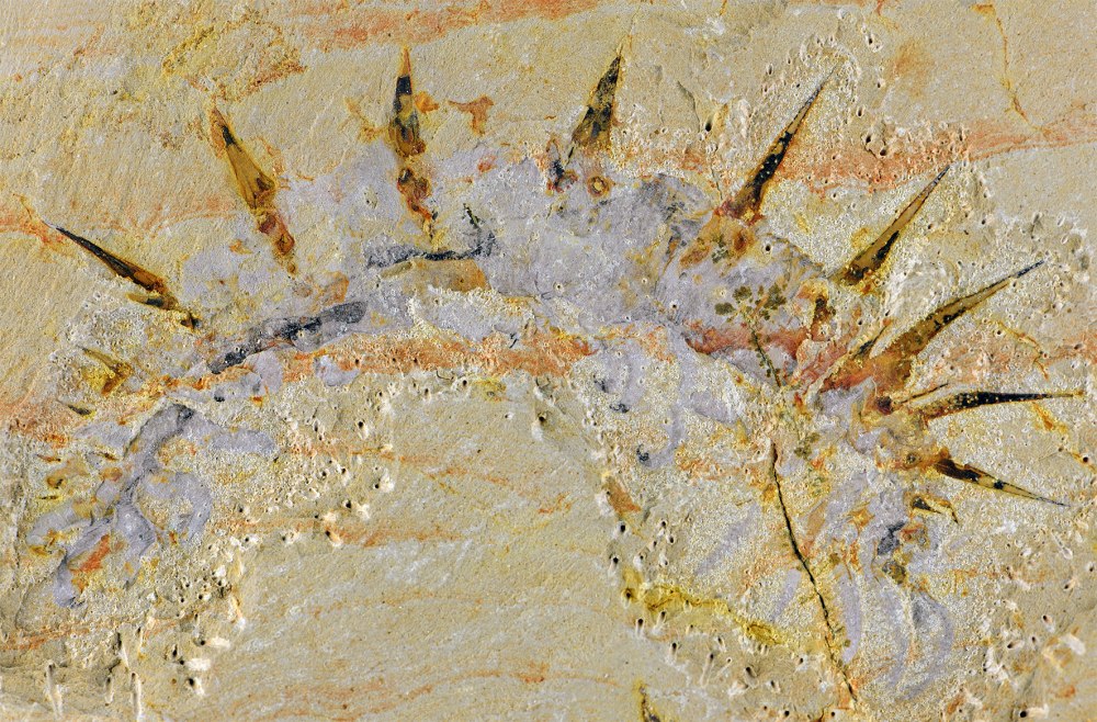 Collinsium ciliosum