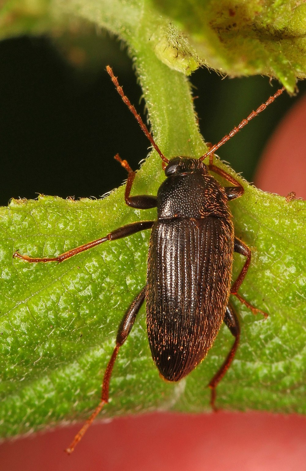 Rabidosa punctulata