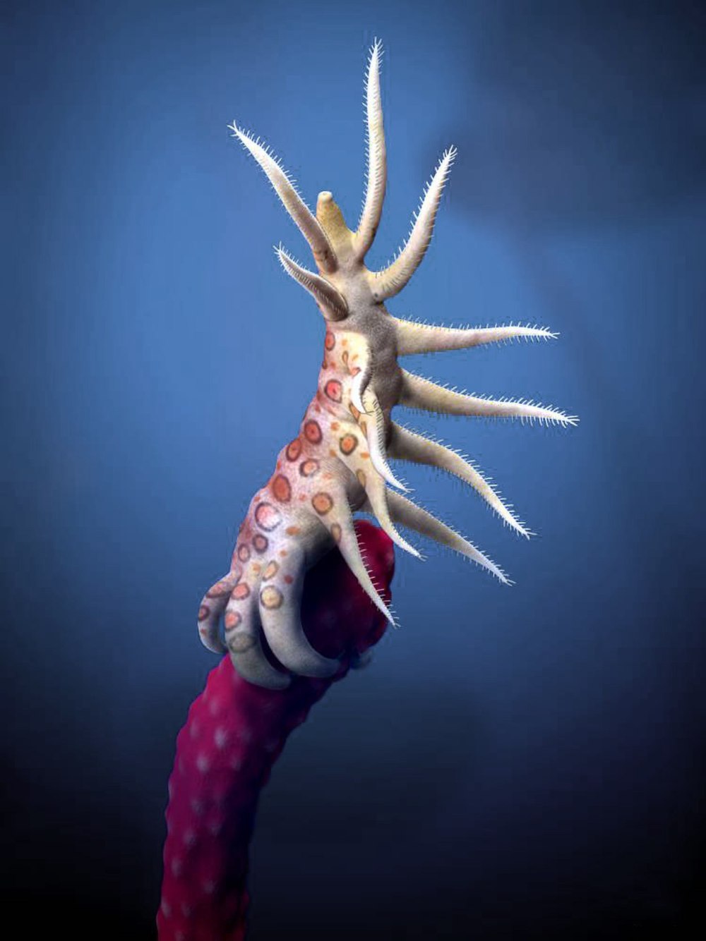 Ovatiovermis cribratus