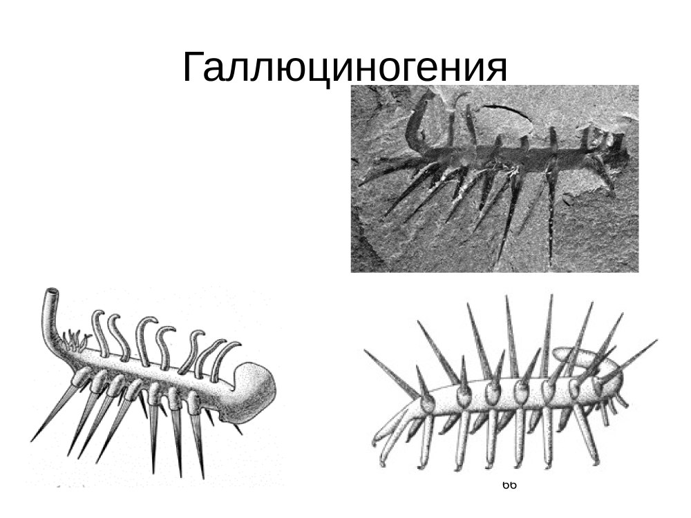 Колючая Галлюцигения
